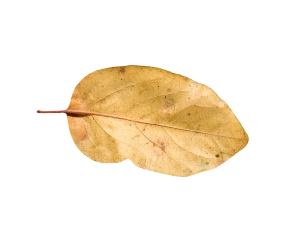 Gelbe Herbstblätter auf weißem Hintergrund — Stockfoto
