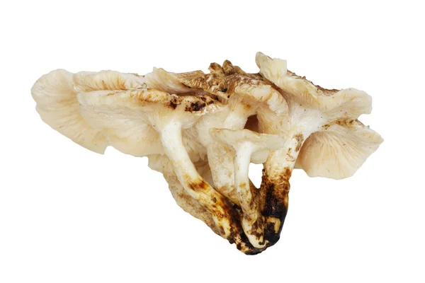 흰 배경에 있는 시타케 버섯 — 스톡 사진
