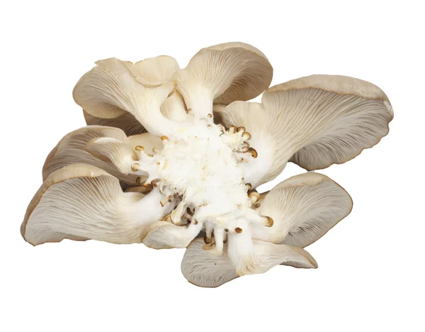 Champignons huîtres sur fond blanc — Photo