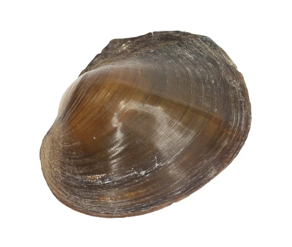 Fiume Shell — Foto Stock