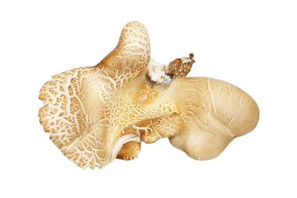 Mushroom truffel — Stockfoto