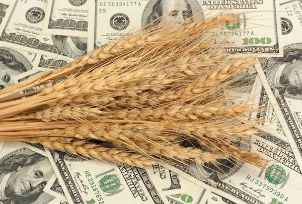 Пшеница и долларовая купюра крупным планом — стоковое фото