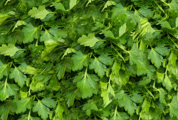 stock image Bunch of Fresh green parsley i.background