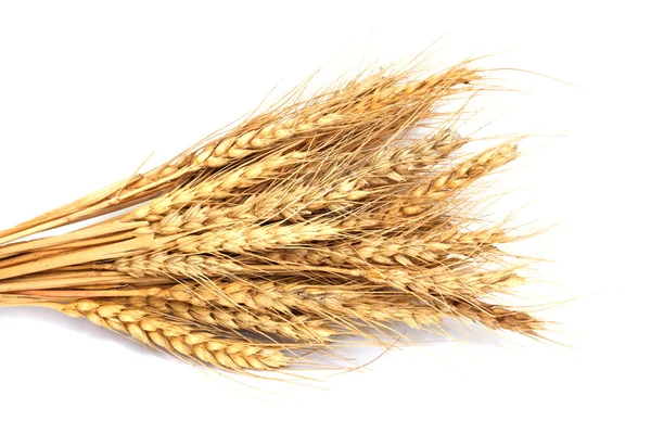 Beyaz üzerine izole buğday — Stok fotoğraf