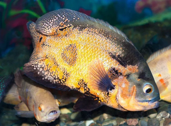 Spotty greater triggerfish floats in an aquarium — Stock Photo, Image