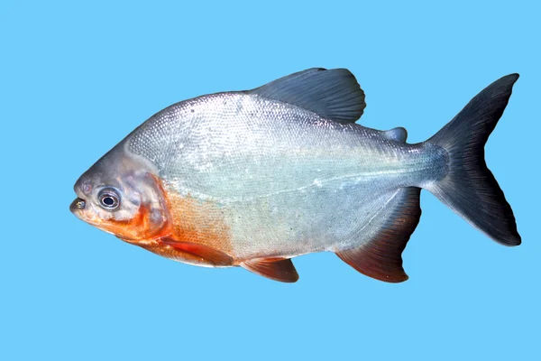 Piranha fisk i vatten med urklippsbana — Stockfoto