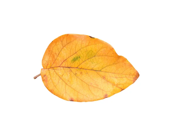 白い背景の上の黄色い紅葉 — ストック写真