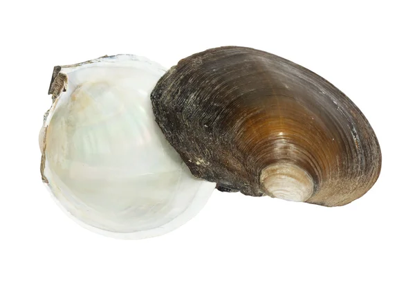 Fiume Shell — Foto Stock