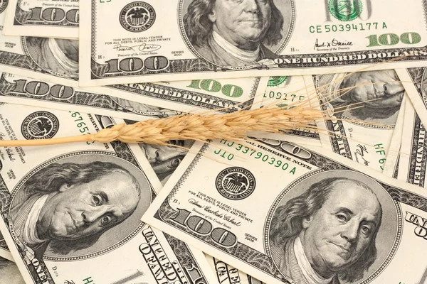 Pšenice a dolar bankovek v zblízka — Stock fotografie