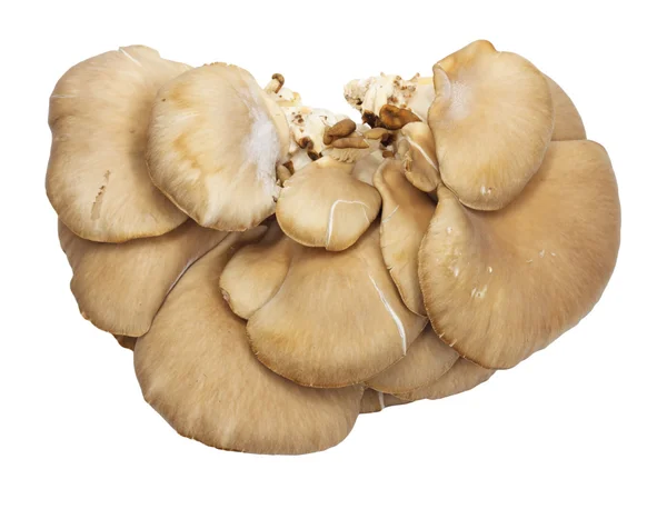 Cogumelos ostra em um fundo branco — Fotografia de Stock