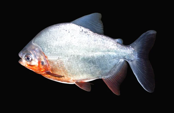 Piranha balığı — Stok fotoğraf