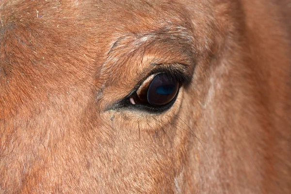 Closeup of a horse's eye — Stock Photo, Image