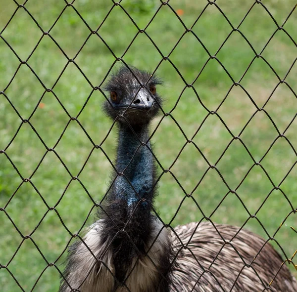 Ostrich in the farm — Stock Photo, Image