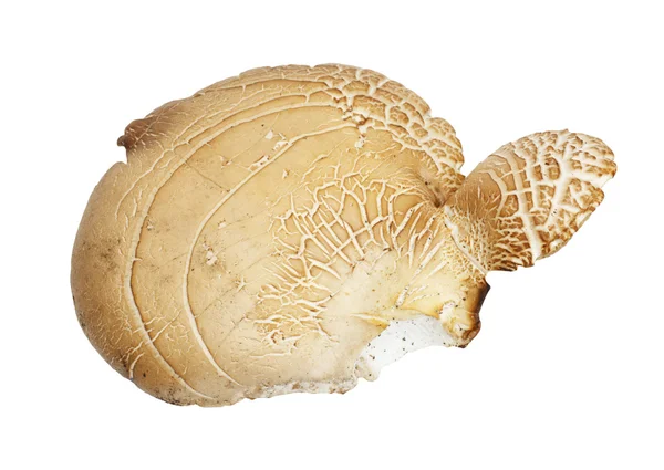 Mushroom truffle — Stock Photo, Image