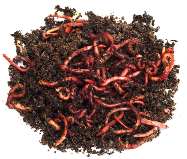 Rote Würmer im Kompost - Köder zum Fischen — Stockfoto