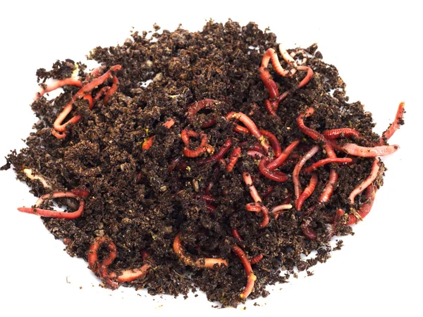 Czerwone robaki w kompost - Zanęty wędkarskie — Zdjęcie stockowe