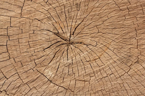 Kroužky stromu jako pozadí — Stock fotografie