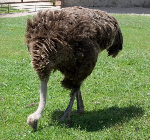 Ostrich in the farm — Stock Photo, Image