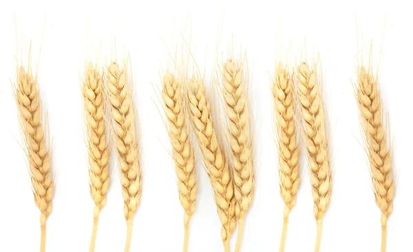 Пшеничні вуха ізольовані на білому — стокове фото