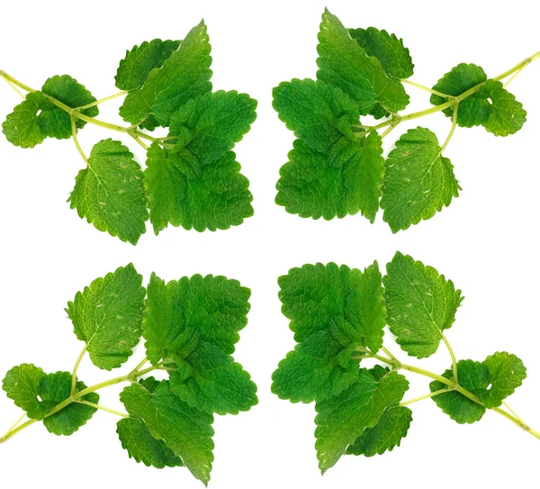 Zelená máta. izolované na bílém — Stock fotografie