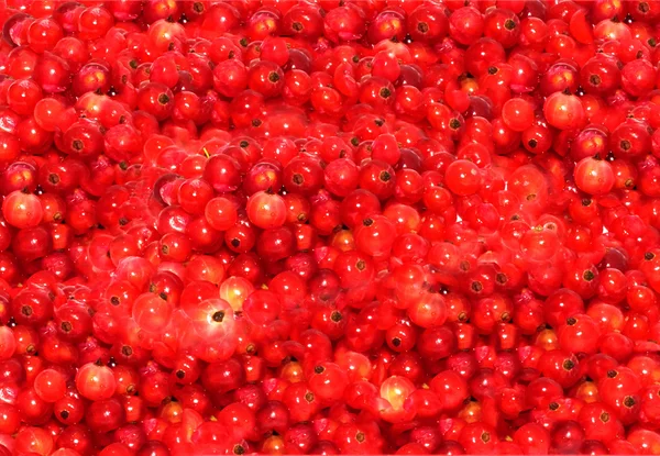 Ribes rosso sullo sfondo Immagini Stock Royalty Free