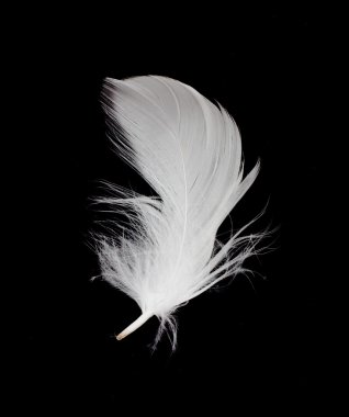 White feather isolated on white background clipart