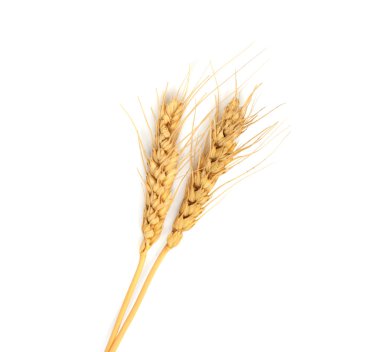 buğday kulaklar