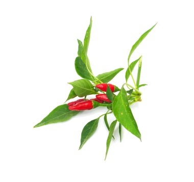 Little red hot Hawaiian Chile Peppers clipart