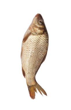 Big carp isolated on white background clipart