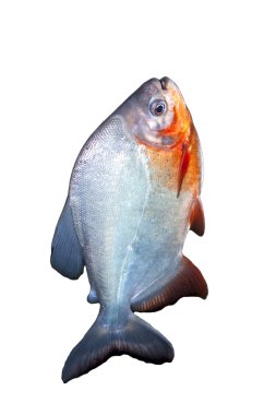 Piranha balığı