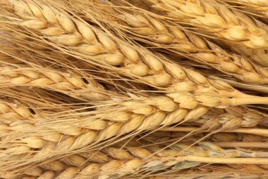 arka plan olarak buğday