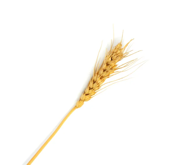 Пшениця на білому тлі — стокове фото