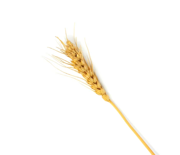 Beyaz arka plan üzerinde buğday — Stok fotoğraf