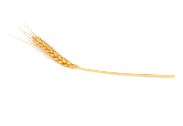 Weizen auf weißem Hintergrund — Stockfoto