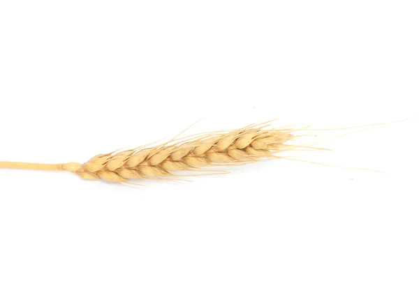 Сухое ухо из зерновых культур в студии изолированы на белом фоне — стоковое фото