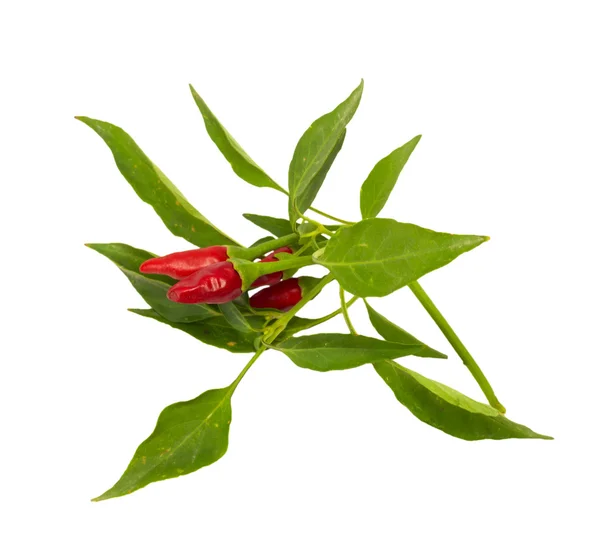 Lilla röda varma hawaiian chile peppar — Stockfoto