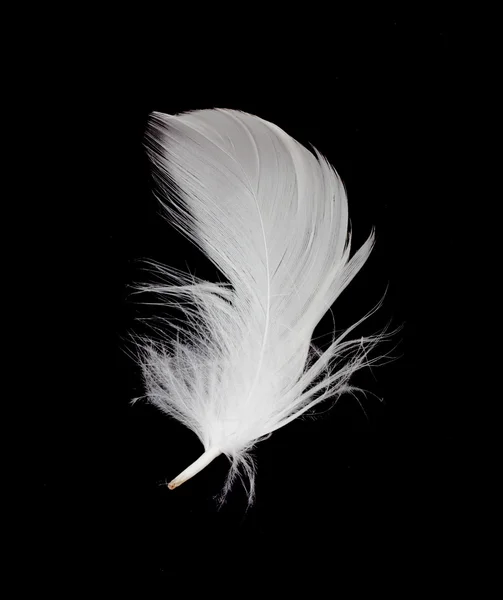 Bílé peří izolovaných na bílém pozadí — Stock fotografie