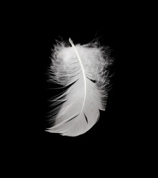 孤立在白色背景上的白色羽毛 — 图库照片