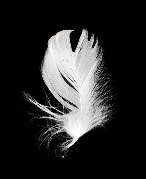 흰색 배경에 고립 된 화이트 깃털 — 스톡 사진