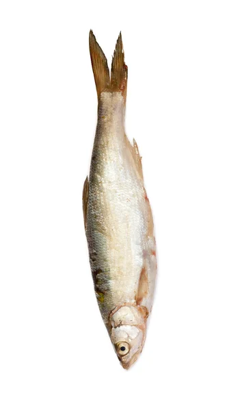 Fisk — Stockfoto