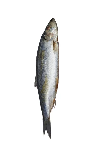 鲱鱼。不同的食物，在白色背景上的图像系列 — 图库照片
