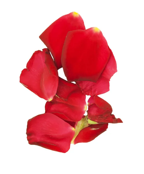 Лепестки роз изолированы на белом — стоковое фото