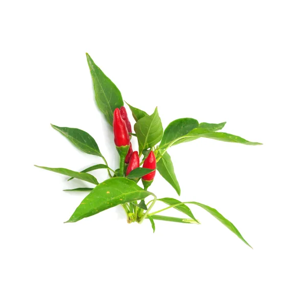 Λίγο κόκκινο καυτό Χαβάης Χιλή πιπεριές — Φωτογραφία Αρχείου