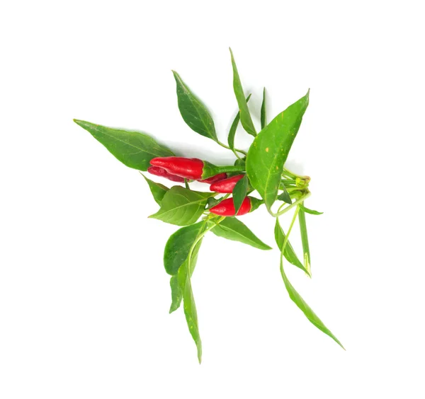 Kleine rode hete Hawaiiaanse Chili pepers — Stockfoto