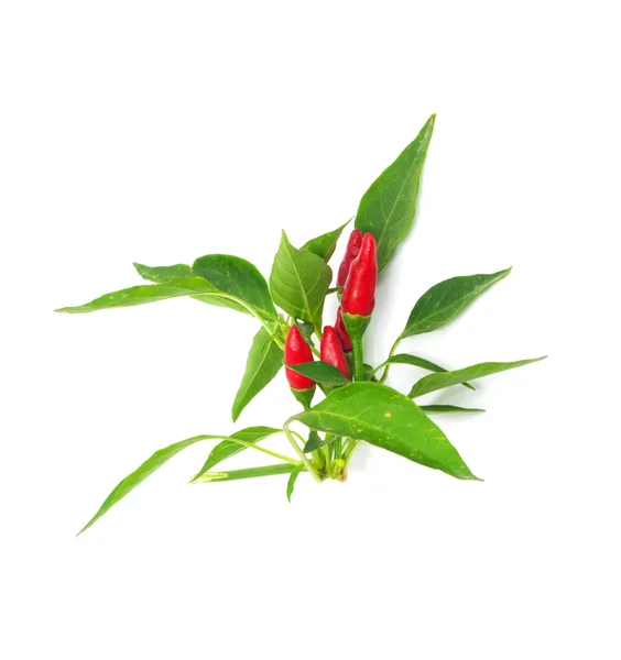 Little red hot Hawaiian Chile Peppers — Stock Photo, Image
