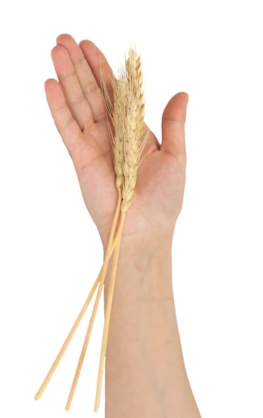 Bir elinde buğday — Stok fotoğraf