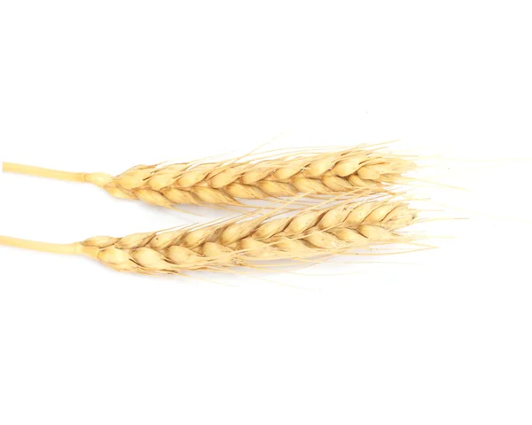 Orelhas de trigo isoladas em branco — Fotografia de Stock