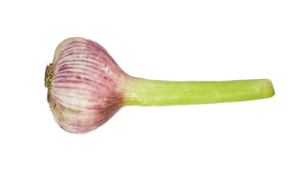 stock image Garlic bulb isolated over white background