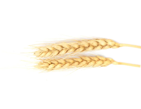 Buğday kulakları üzerine beyaz izole — Stok fotoğraf