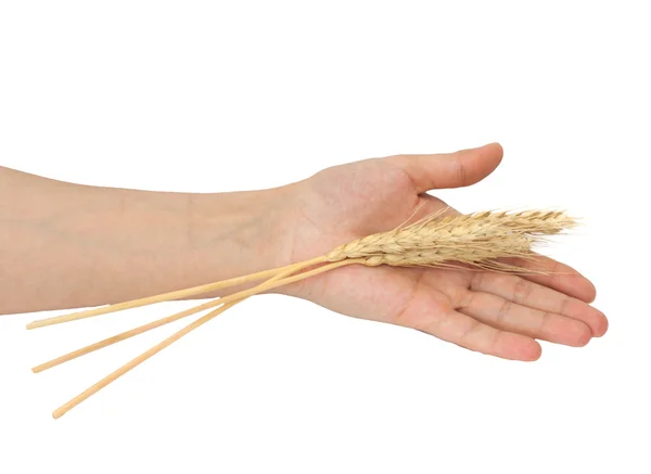 Пшениця в руці — стокове фото